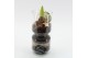 Arrangementen hippeastrum HICR-2536W Kerst Amaryllis 1 pp 