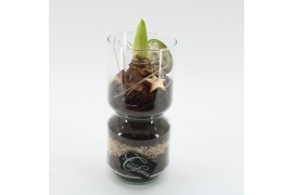 Arrangementen hippeastrum HICR-2536W Kerst Amaryllis 1 pp