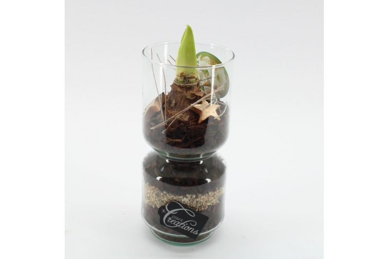 Arrangementen hippeastrum HICR-2536W Kerst Amaryllis 1 pp Arrangementen hippeastrum HICR-2536W Kerst Amaryllis 1 pp