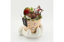 Arrangementen hippeastrum HICR-2514R Kerst Amaryllis 1 pp