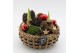 Arrangementen hippeastrum HICR-2522R Kerst Amaryllis 2 pp 