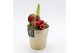 Arrangementen hippeastrum HXFD-2505R Xmas Amaryllis Fundamentals 1 pp 