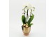 Phalaenopsis PHALXM-2520 Phalaenopsis Xmas 1 pp 