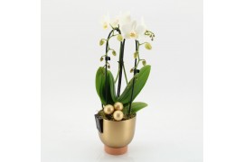 Phalaenopsis PHALXM-2520 Phalaenopsis Xmas 1 pp