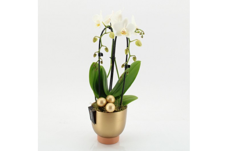 Phalaenopsis PHALXM-2520 Phalaenopsis Xmas 1 pp Phalaenopsis PHALXM-2520 Phalaenopsis Xmas 1 pp