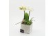 Phalaenopsis PHALXM-2527 Phalaenopsis Xmas 2 pp 