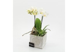 Phalaenopsis PHALXM-2527 Phalaenopsis Xmas 2 pp