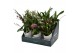 Oncidium titanium treasure mix 3/4 tak in showdoos 