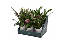 Oncidium titanium treasure mix 3/4 tak in showdoos