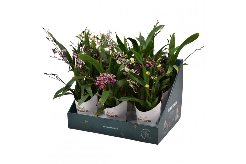 Oncidium titanium treasure mix 3/4 tak in showdoos 