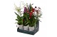 Orchidee mix 2 tak in showdoos 