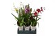Orchidee mix 2 tak in showdoos 