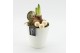 Arrangementen hippeastrum HXFD-2504W Xmas Amaryllis Fundamentals 1 pp 