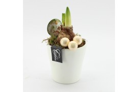 Arrangementen hippeastrum HXFD-2504W Xmas Amaryllis Fundamentals 1 pp