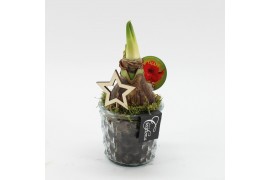 Arrangementen hippeastrum HXFD-2501R Xmas Amaryllis Fundamentals 1 pp