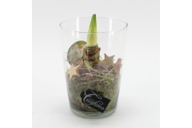 Arrangementen hippeastrum HXFD-2502W Xmas Amaryllis Fundamentals 1 pp