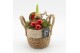 Arrangementen hippeastrum HXFD-2507R Xmas Amaryllis Fundamentals 1 pp 