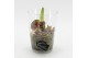 Arrangementen hippeastrum HXFD-2502R Xmas Amaryllis Fundamentals 1 pp 