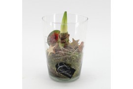 Arrangementen hippeastrum HXFD-2502R Xmas Amaryllis Fundamentals 1 pp