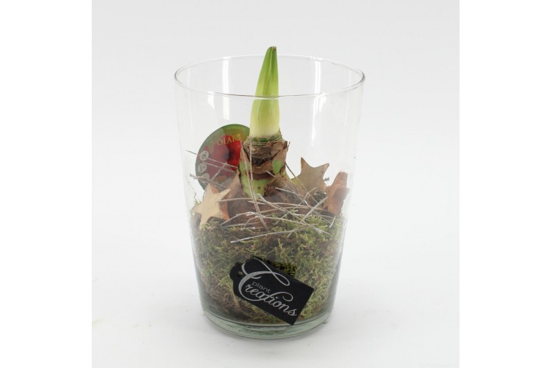 Arrangementen hippeastrum HXFD-2502R Xmas Amaryllis Fundamentals 1 pp Arrangementen hippeastrum HXFD-2502R Xmas Amaryllis Fundamentals 1 pp