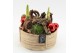 Arrangementen hippeastrum HICR-2502R Kerst Amaryllis 2 pp 