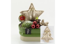 Arrangementen hippeastrum HICR-2517R Kerst Amaryllis 1 pp