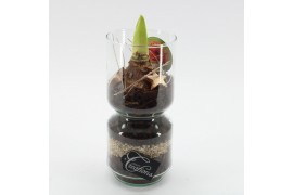 Arrangementen hippeastrum HICR-2536R Kerst Amaryllis 1 pp