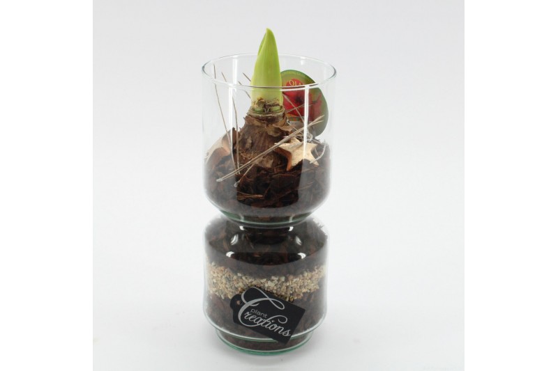 Arrangementen hippeastrum HICR-2536R Kerst Amaryllis 1 pp Arrangementen hippeastrum HICR-2536R Kerst Amaryllis 1 pp