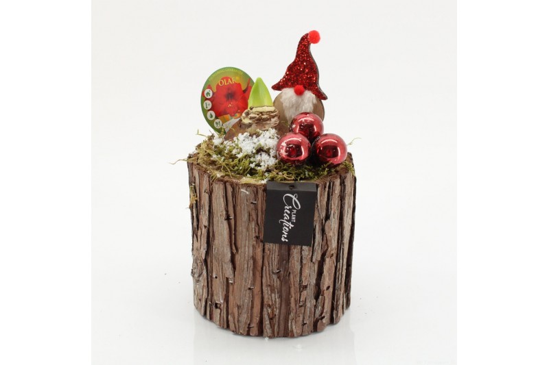 Arrangementen hippeastrum HICR-2528R Kerst Amaryllis 1 pp Arrangementen hippeastrum HICR-2528R Kerst Amaryllis 1 pp