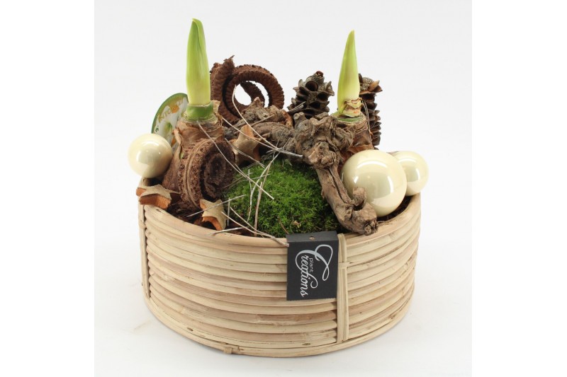 Arrangementen hippeastrum HICR-2502W Kerst Amaryllis 2 pp Arrangementen hippeastrum HICR-2502W Kerst Amaryllis 2 pp