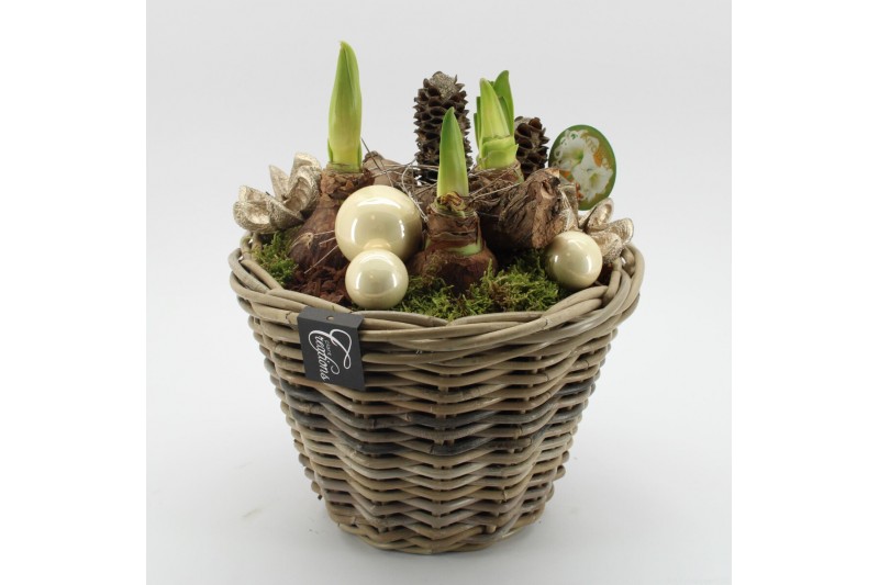 Arrangementen hippeastrum HICR-2527W Kerst Amaryllis 3 pp Arrangementen hippeastrum HICR-2527W Kerst Amaryllis 3 pp