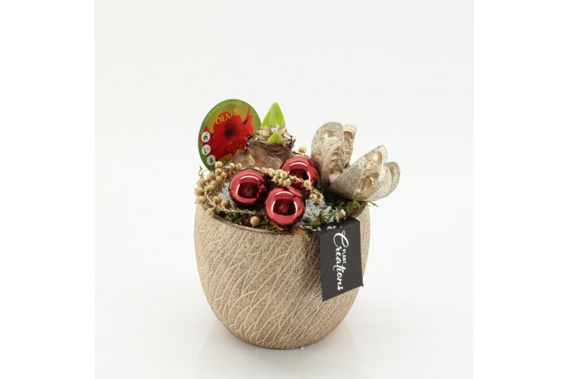 Arrangementen hippeastrum HICR-2518R Kerst Amaryllis 1 pp Arrangementen hippeastrum HICR-2518R Kerst Amaryllis 1 pp
