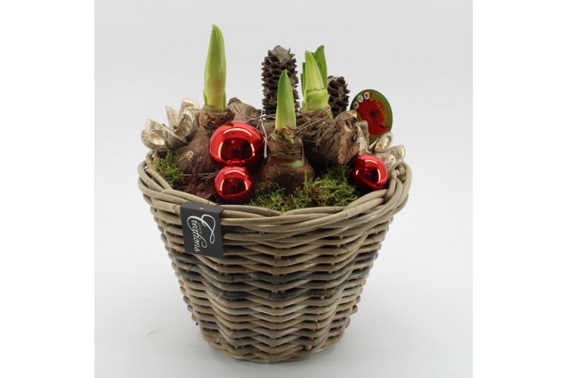 Arrangementen hippeastrum HICR-2527R Kerst Amaryllis 3 pp Arrangementen hippeastrum HICR-2527R Kerst Amaryllis 3 pp