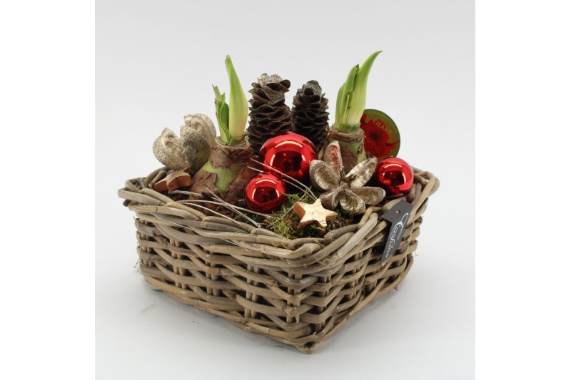 Arrangementen hippeastrum HICR-2526R Kerst Amaryllis 2 pp Arrangementen hippeastrum HICR-2526R Kerst Amaryllis 2 pp