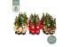 Chamaecyparis lawsoniana ellwoodii Christmas Friends® 