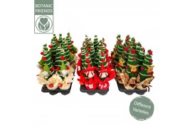 Chamaecyparis lawsoniana ellwoodii Christmas Friends®