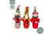Chamaecyparis lawsoniana ellwoodii Christmas Friends ® 3 kleuren per l 