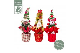 Chamaecyparis lawsoniana ellwoodii Christmas Friends ® 3 kleuren per l