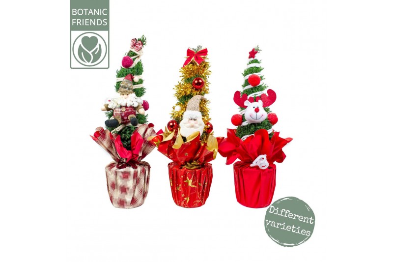 Chamaecyparis lawsoniana ellwoodii Christmas Friends ® 3 kleuren per l 