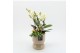 Phalaenopsis PHALXM-2505 Phalaenopsis Xmas 2 pp 