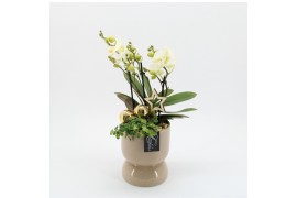 Phalaenopsis PHALXM-2505 Phalaenopsis Xmas 2 pp