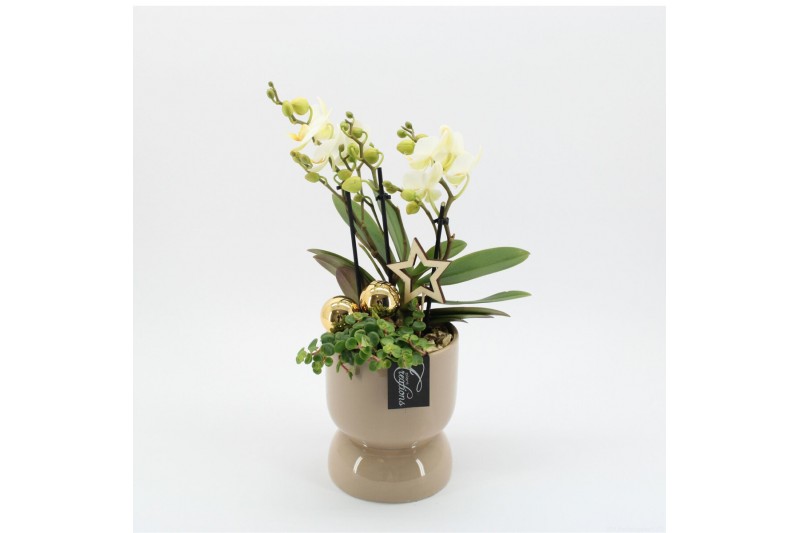 Phalaenopsis PHALXM-2505 Phalaenopsis Xmas 2 pp Phalaenopsis PHALXM-2505 Phalaenopsis Xmas 2 pp
