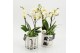 Phalaenopsis PHALXM-2539 Phalaenopsis Xmas 2 pp 