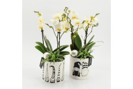 Phalaenopsis PHALXM-2539 Phalaenopsis Xmas 2 pp