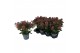 Skimmia japonica rubella 13+ Bloem 