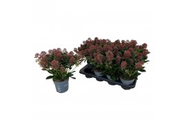 Skimmia japonica rubella 13+ Bloem