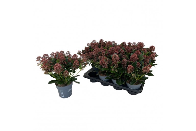 Skimmia japonica rubella 13+ Bloem 
