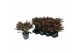 Skimmia japonica rubella 13+ Bloem 