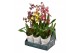 Orchidee mix 1 tak in showdoos 