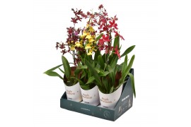 Orchidee mix 1 tak in showdoos